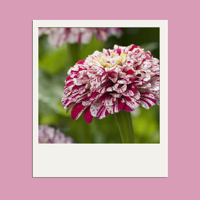Zinnia 'Pop Art White and Red' Seeds