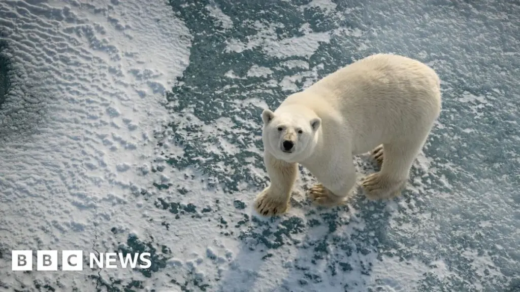 Arctic Paradox: Svalbard Polar Bears Thriving Amidst Declining Sea Ice
