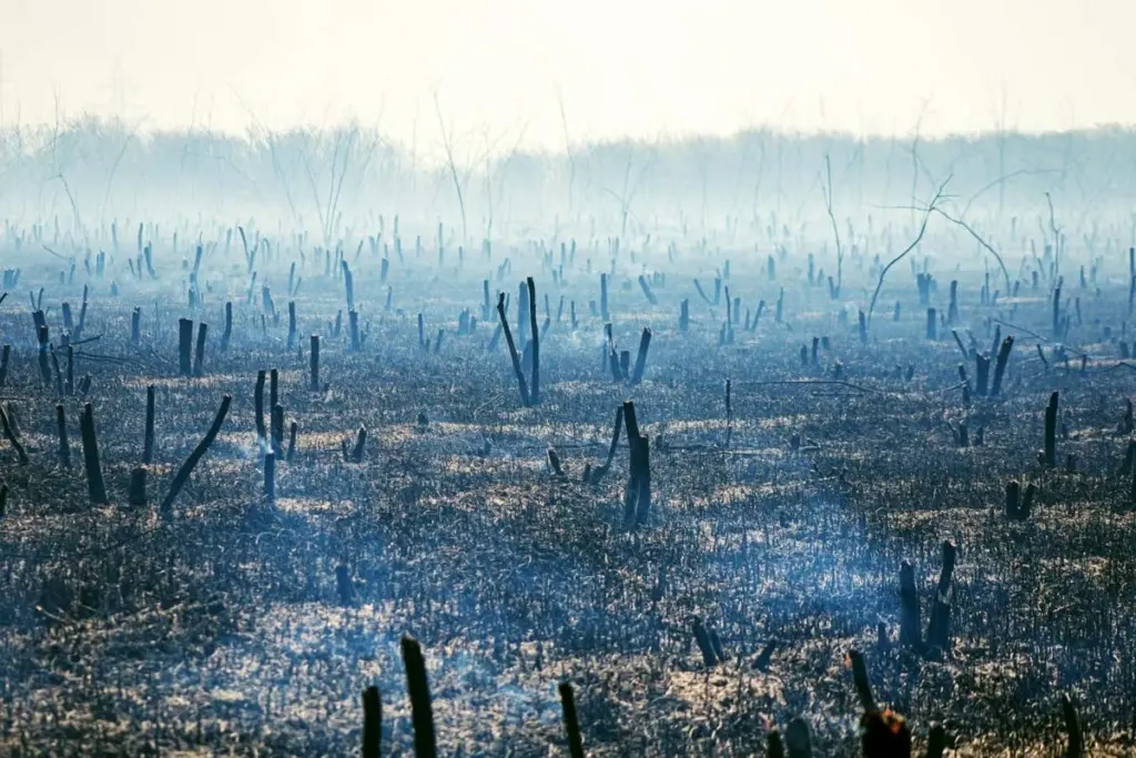 Juice: A Journey Through the Scorched Australian Outback