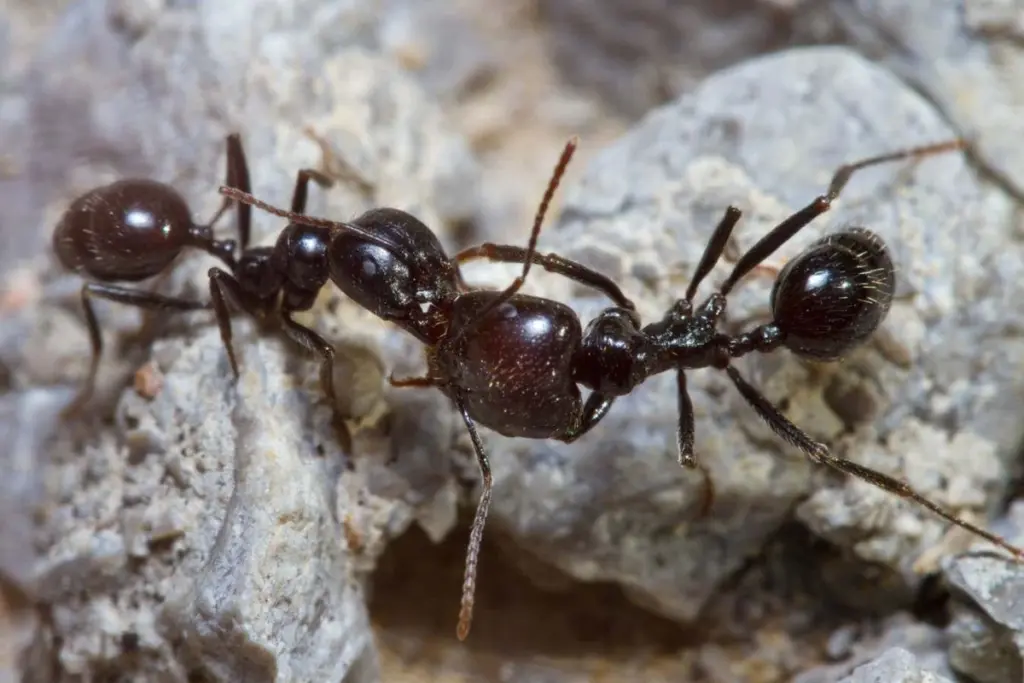 Air Pollution Alters Ant Recognition, Leading to Colony Attacks