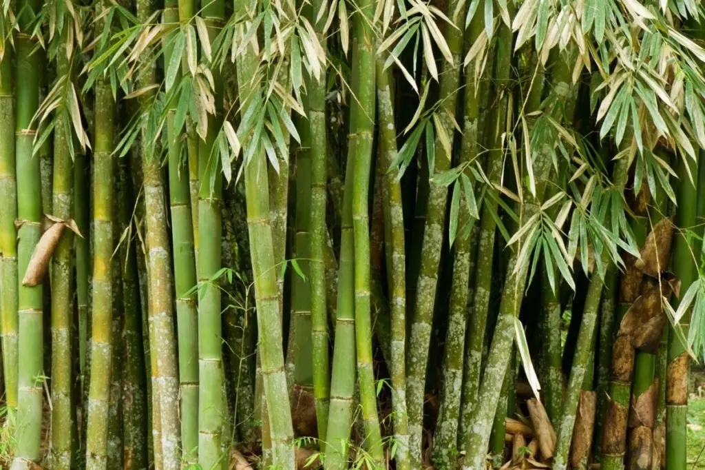 Bamboo-Derived Plastic Offers Recyclable, Biodegradable Alternative to Conventional Materials