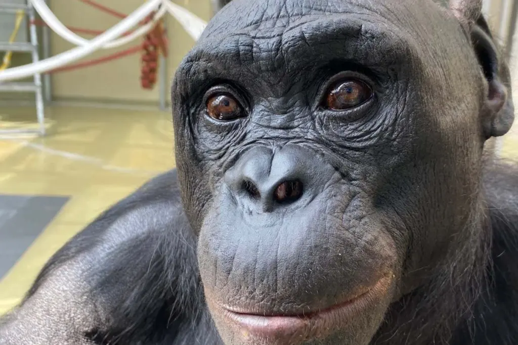Bonobo's Pretend Tea Party Reveals Capacity for Make-Believe