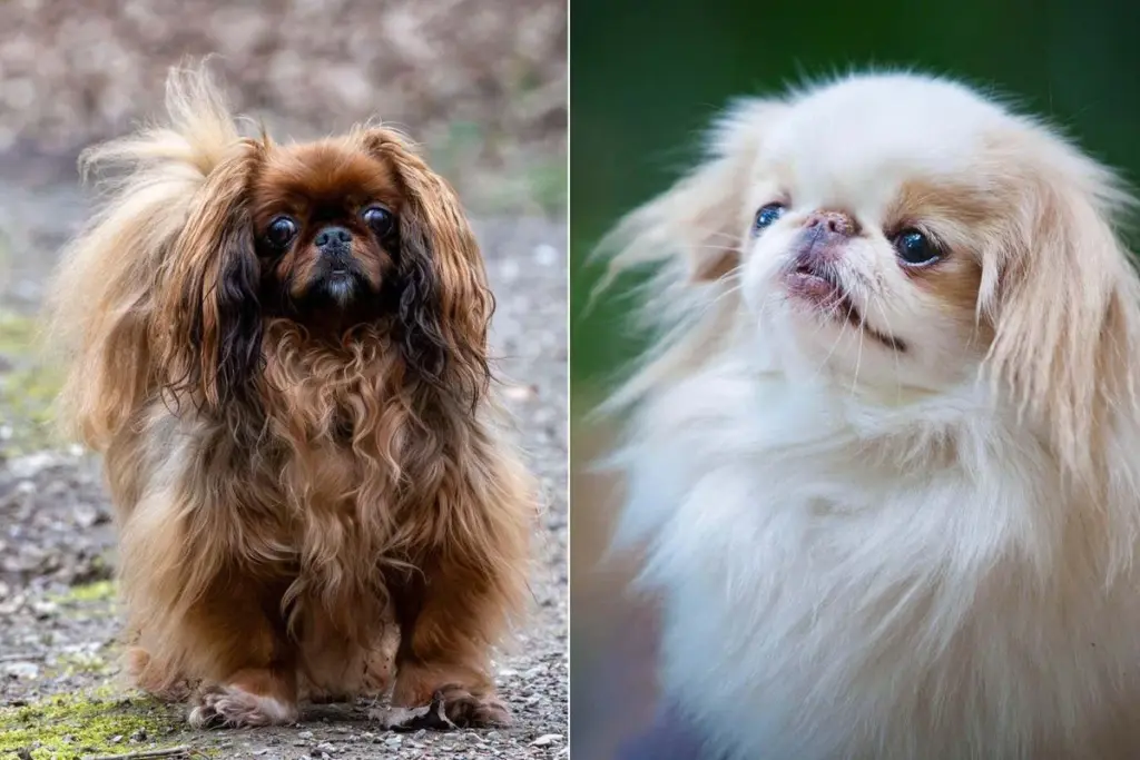 Brachycephalic Dog Breeds: Beyond the Expected Risks for Breathing Disorders