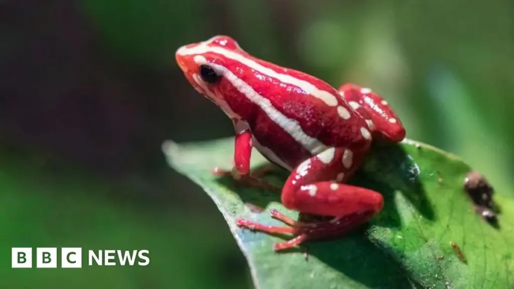 Deadly Epibatidine: The Dart Frog Toxin Allegedly Used in Navalny's Death