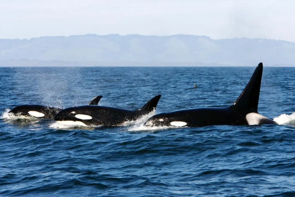 Evidence of Orca-on-Orca Predation in the North Pacific and Its Potential Social Implications