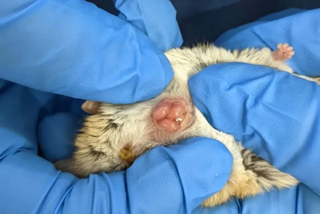 Filming Tiny Marsupial Birth: A Glimpse into Extreme Early Development