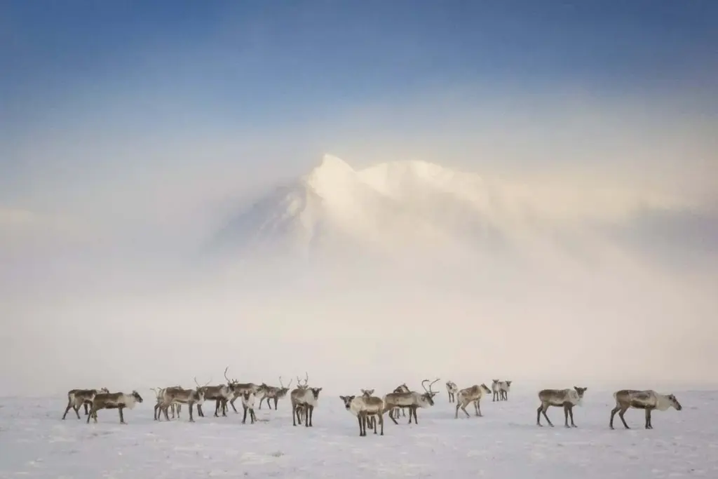 Frostlines: A Journey Through the Warming Arctic's Entangled Lives