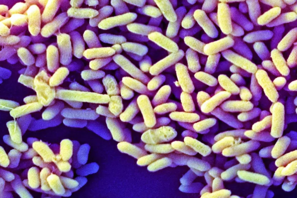Global Gut Microbiome Atlas Reveals Regional Differences in Infant Bacteria