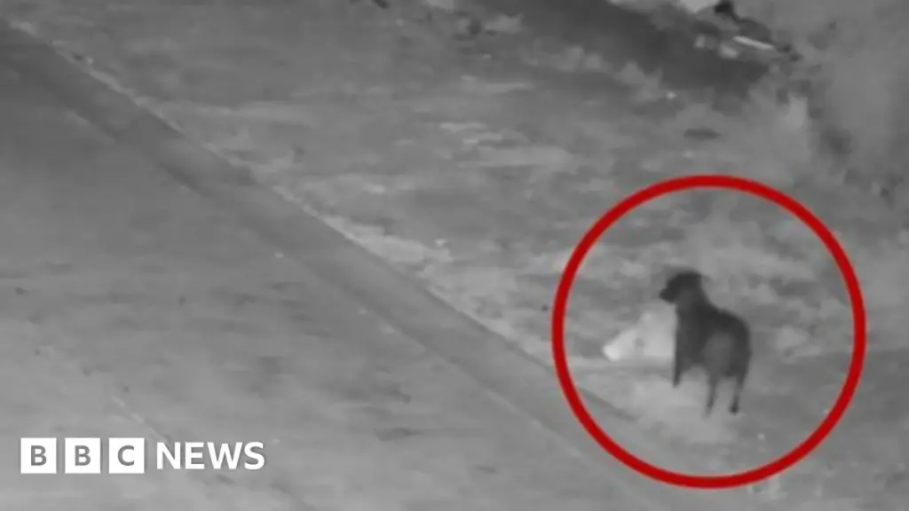 Man Accused of Training Dog to Illegally Dump Waste in Sicily