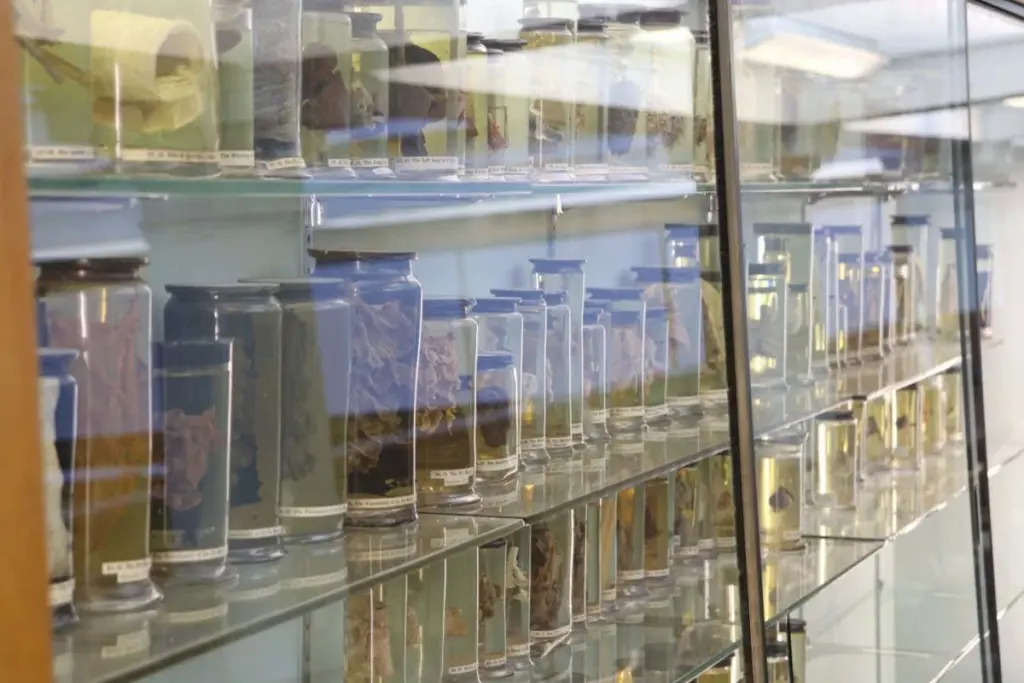 Oldest Human RNA Virus Identified from 250-Year-Old London Case