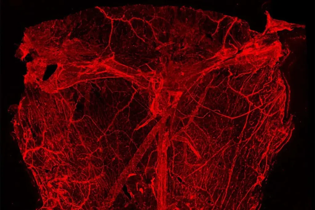 Potential Hidden Network of Brain Vessels Offers New Insights into Waste Clearance