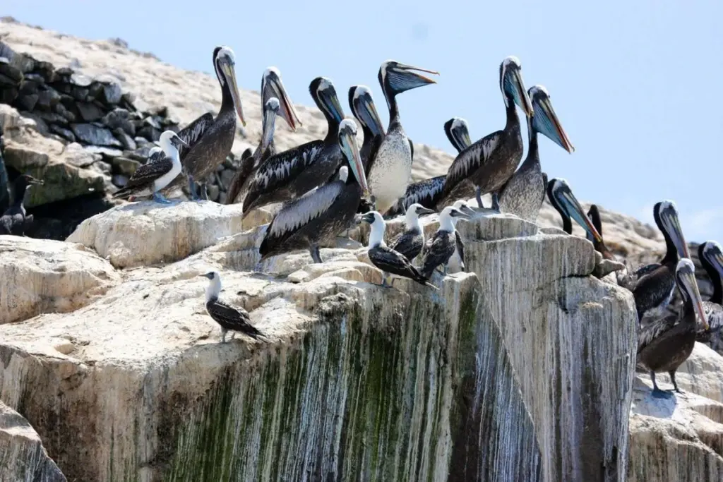 Seabird Droppings Likely Fueled Ancient Peruvian Kingdom and Inca Rise