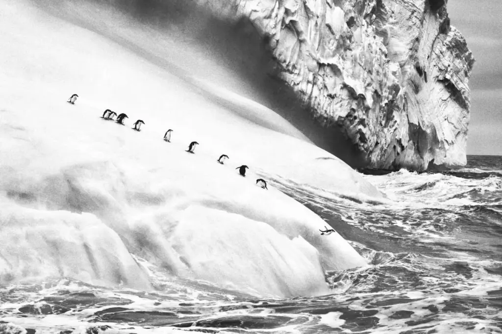 Sebastião Salgado's Glimpse into a Frozen World: The "Glaciers" Project
