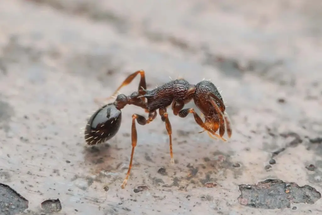 The First Ant Species Discovered with No Male or Female Workers, Only Queens