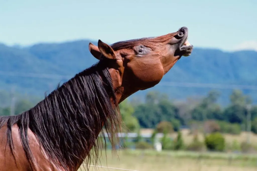 The Riddle of the Horse's Two-Tone Whinny: Unraveling a Laryngeal Mystery
