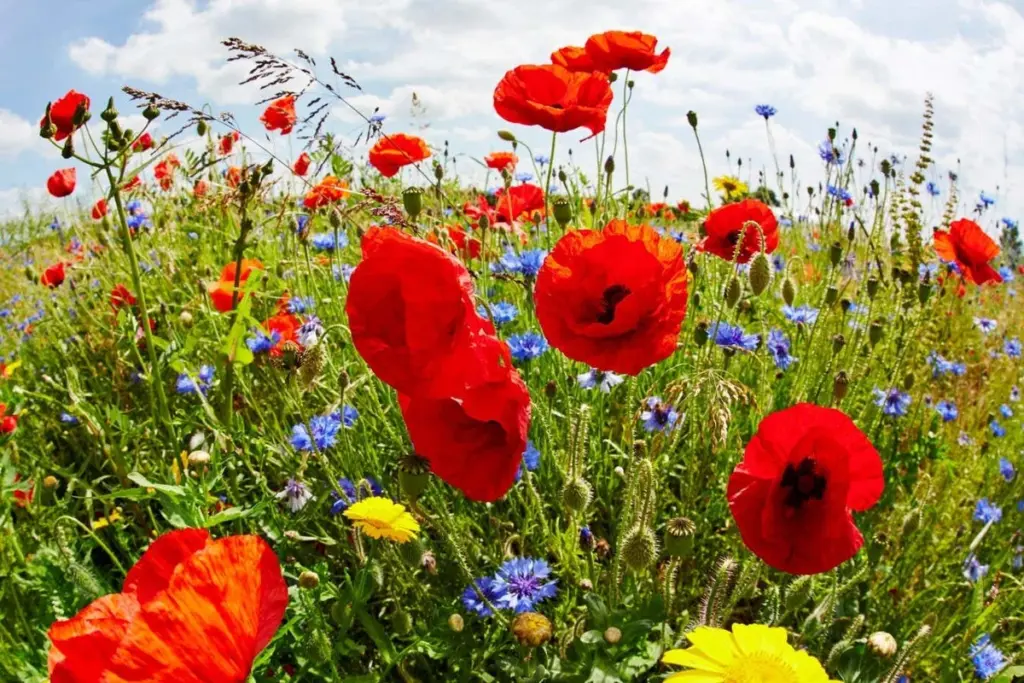 Weeding Out Myths: Do Weeds Truly Signal Poor Soil?
