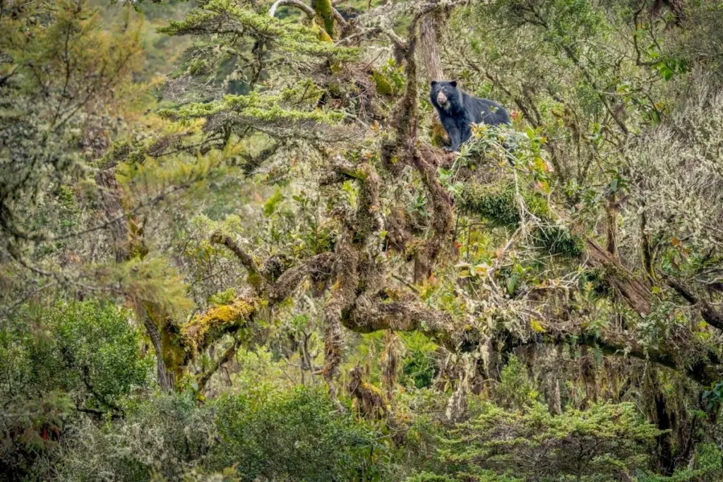 Andean Bear's Vulnerable Existence Documented in Award-Nominated Photograph