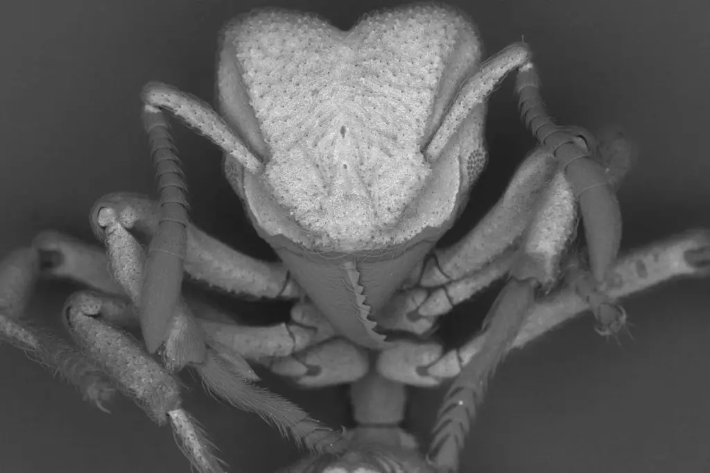 Ants' Unique Ability to Mineralize Carbon Dioxide Offers Climate Change Insights