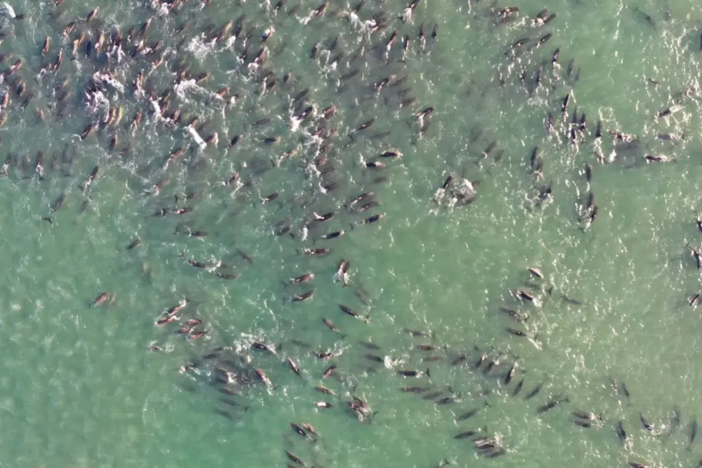 Argentina's Tragic Dolphin Strandings: A Pattern of Desperate Escapes