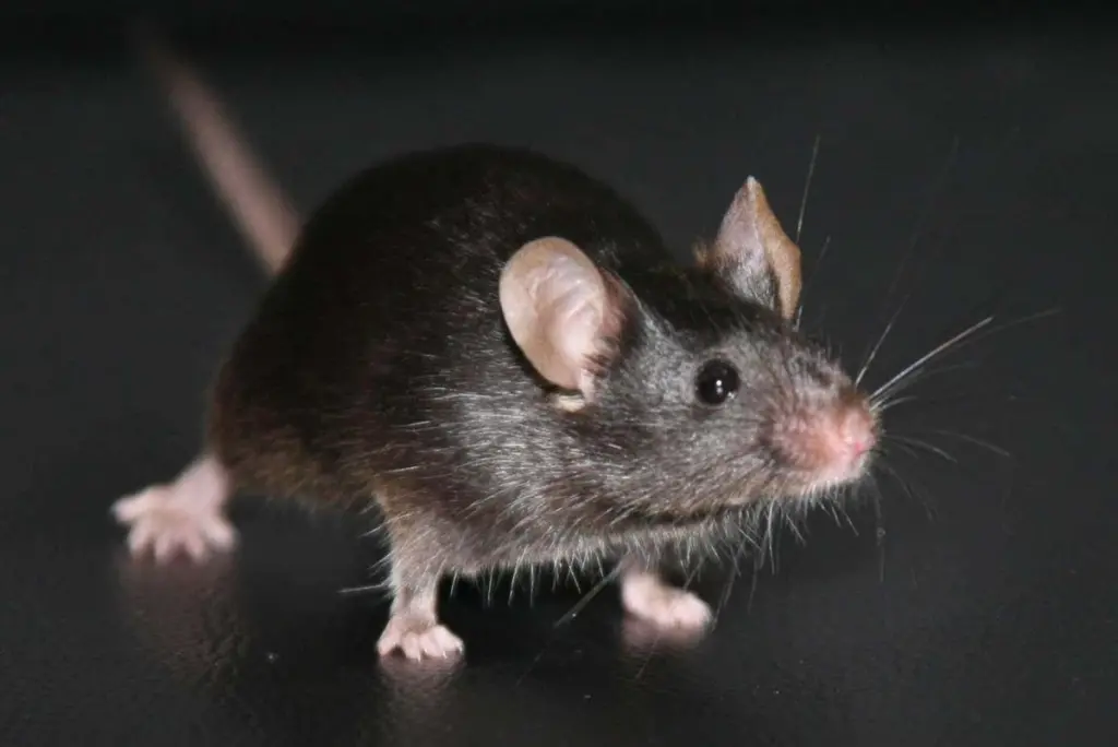 Beyond Genetic Identity: Cloning Reveals Accumulating Mutations and Fatal Consequences
