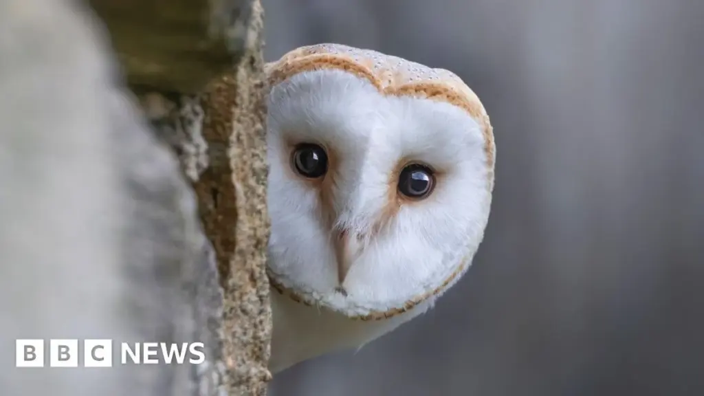 British Wildlife to Feature on New Bank of England Banknotes, Public to Have a Say
