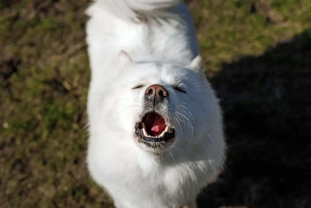 Can Dogs Be Musical? A Study Examines Canine Pitch Perception