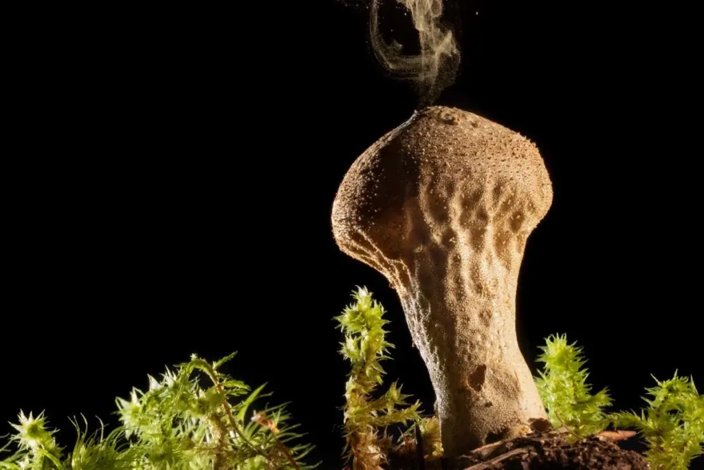 Fungi: The Unseen Architects of Human Survival and Civilization