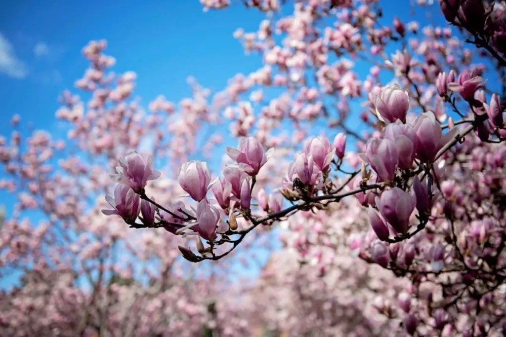 How Flowers Reshaped Our World: A Deep Dive into Their Undeniable Influence