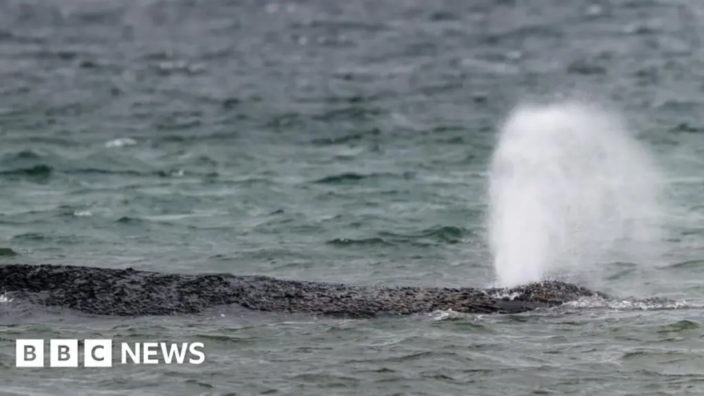 Humpback Whale Self-Rescues from Baltic Sandbank After Extensive German Operation