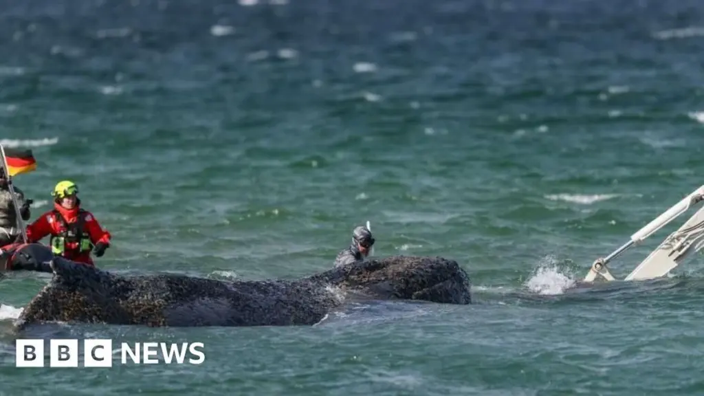 Humpback Whale Stranded on German Sandbank: A Race Against Time