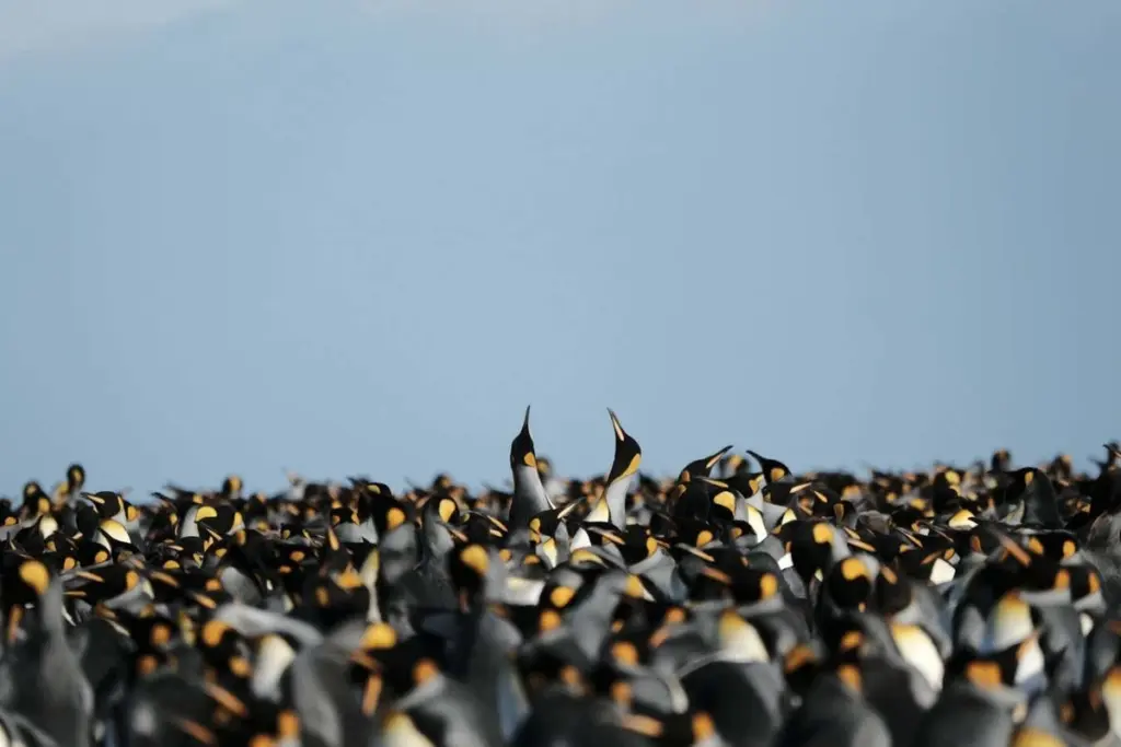 King Penguins Thrive Amidst Warming Sub-Antarctic Seas, But Future Food Security Remains a Concern