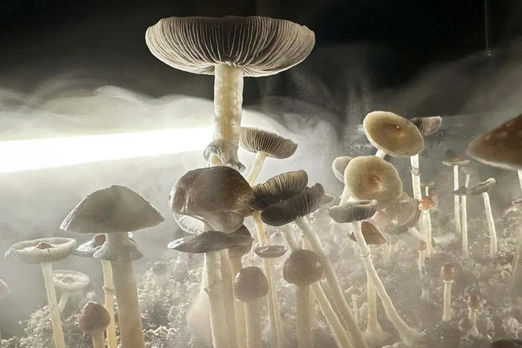 Psilocybin Shows Promise for Lasting Obsessive-Compulsive Disorder Relief