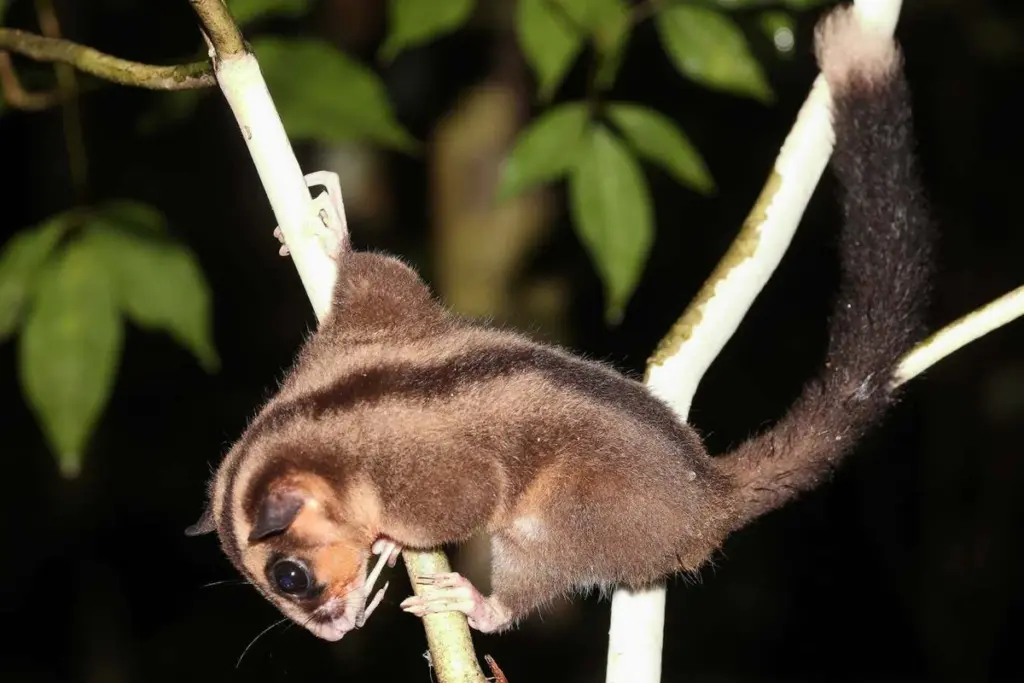 Rediscovery of Long-Thought-Extinct Marsupials in New Guinea Challenges Scientific Understanding