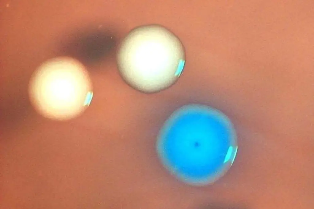 Reviving Dead Bacteria: A Leap Forward in Synthetic Biology