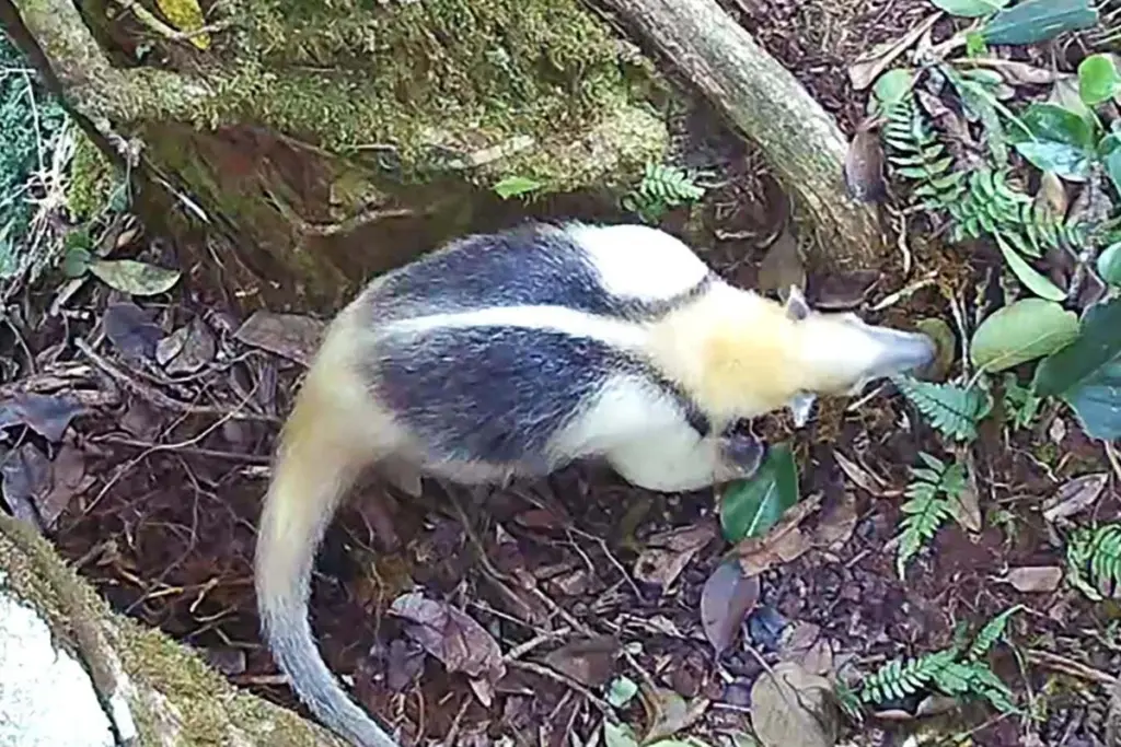 Shared Canopies: Mammals Convene at High-Altitude Fig Latrines