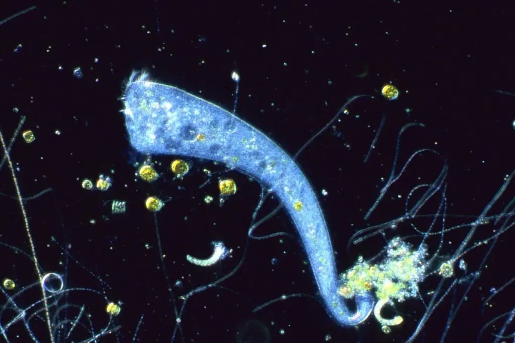 Single-Celled Organisms Exhibit Advanced Learning Capabilities