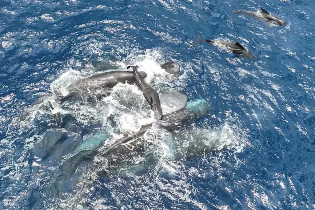 Sperm Whale Society Witnesses Unprecedented Birth Assistance in Non-Primate Mammals