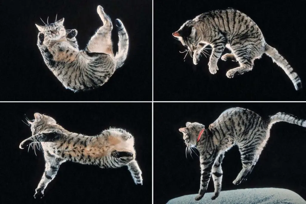 The Secret to Cats Landing on Their Feet: Exceptional Spinal Flexibility