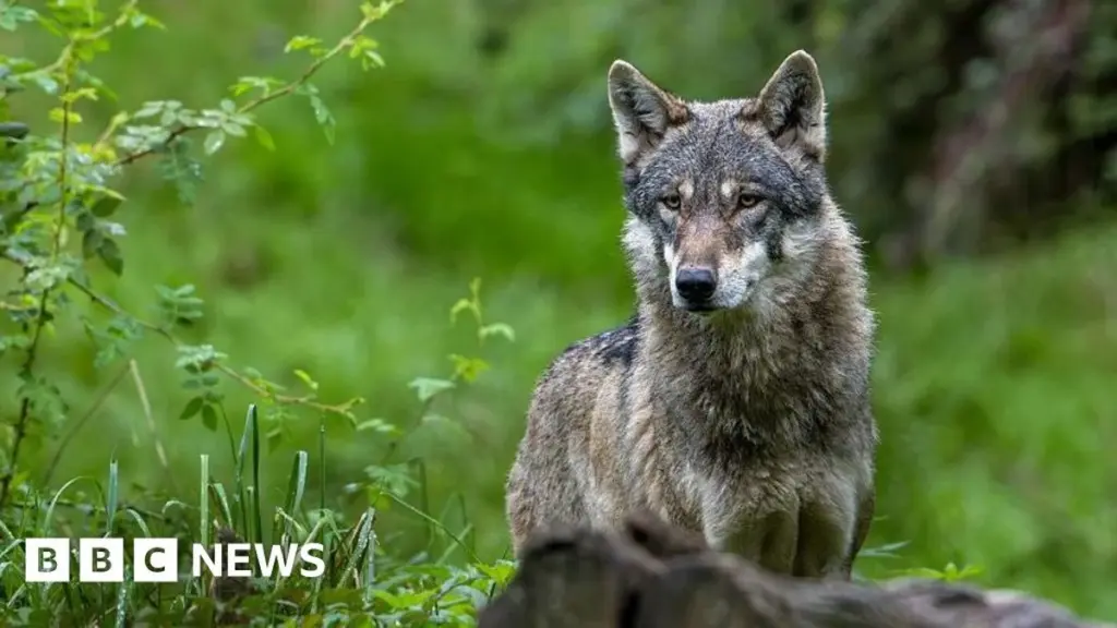 Wolf Attacks Woman in Hamburg Shopping District