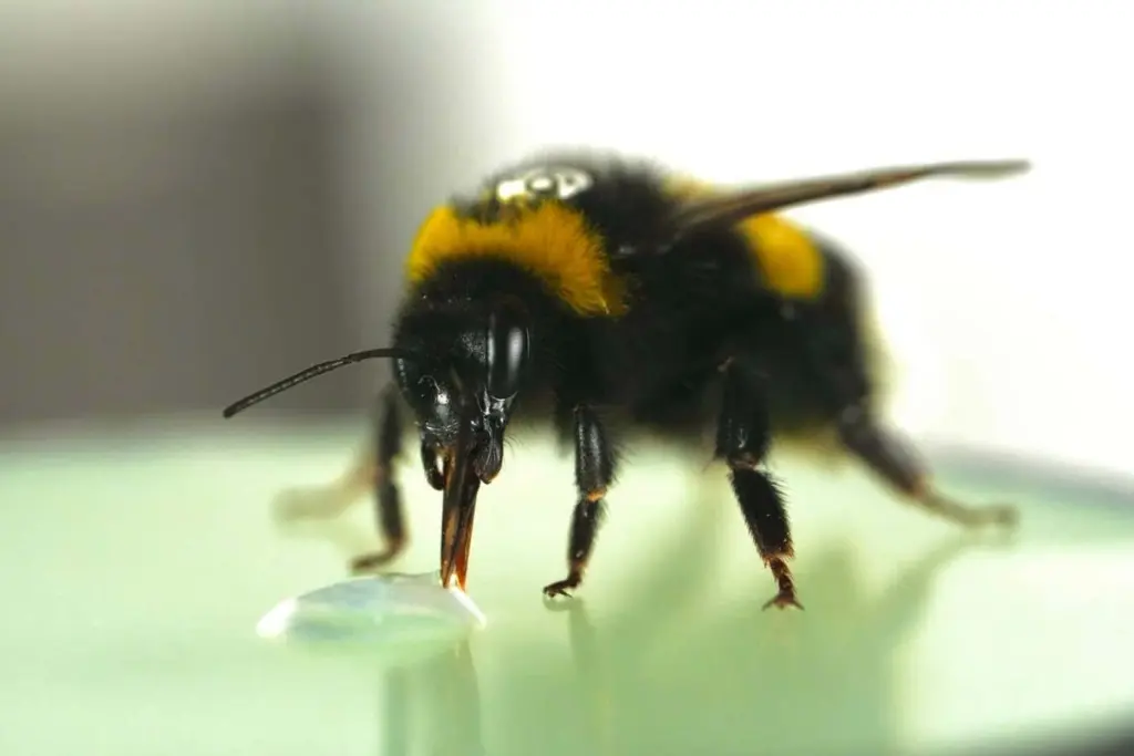 Bumblebees Exhibit Advanced Rhythm Recognition Previously Unseen in Small-Brain Animals