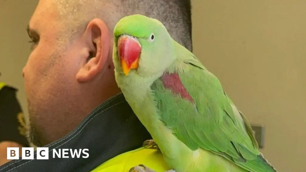 Dublin Airport Bird of Passage Found, Returns Home with Companion