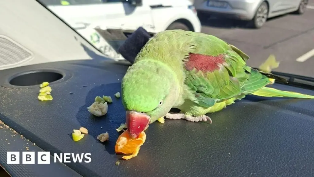 Dublin Airport Seeks Public Assistance to Reconnect Parrot with Owner