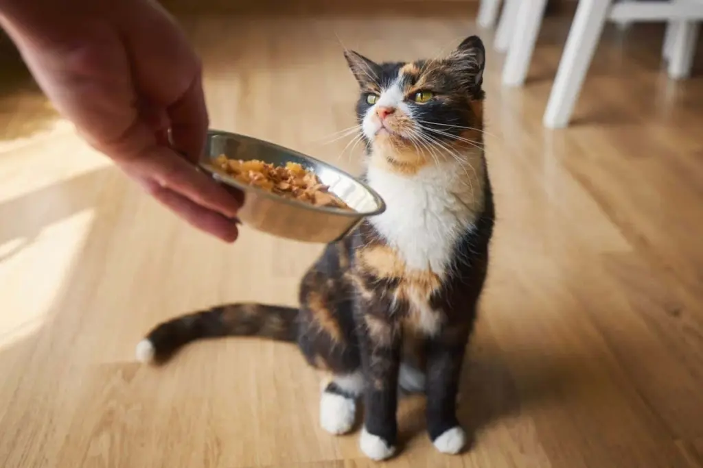 Feline Food Fatigue: How Scent Influences Cat Appetite