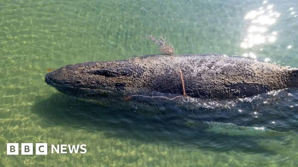 Hopes Fade for Stranded Humpback Whale Off German Coast