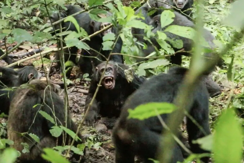 Primate Conflict Mirrors Human Warfare's Deep Roots