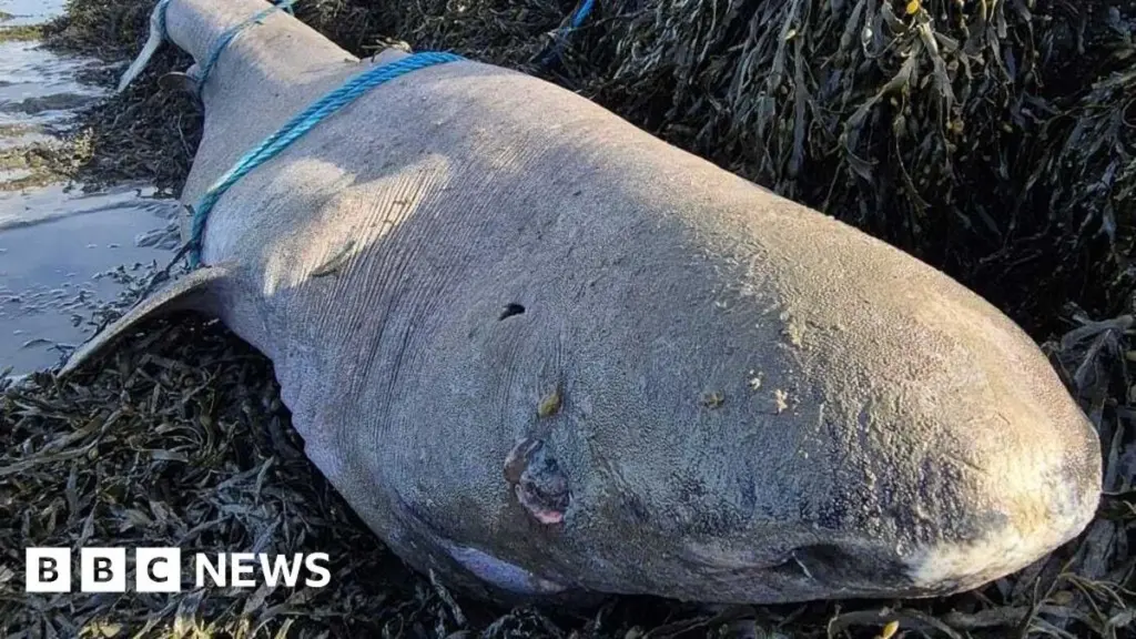 Rare 150-Year-Old Greenland Shark Washes Ashore in Ireland
