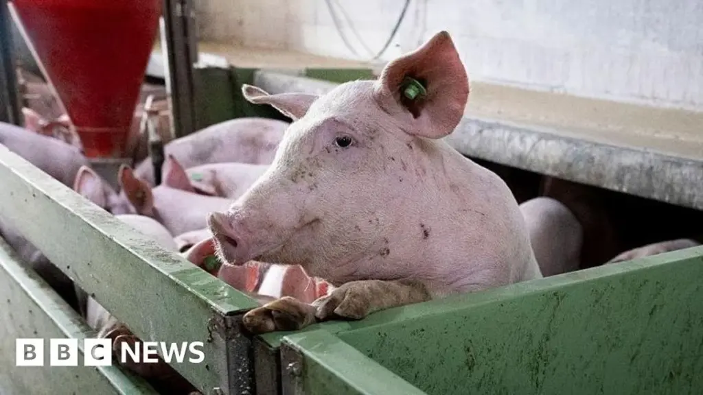 Spain's Pork Industry Faces Crisis Amidst African Swine Fever Threat