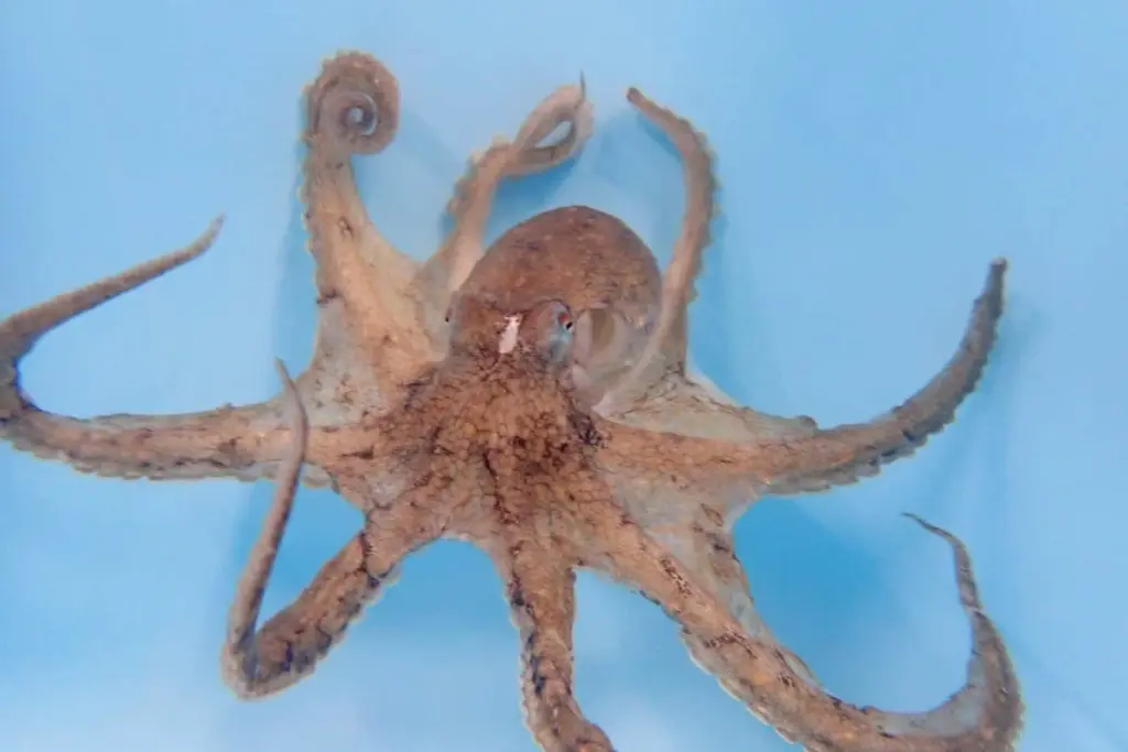 The Crucial Arm: Protecting an Octopus's Sexual Tool