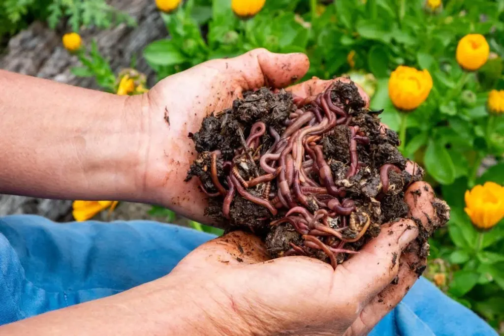 The Hidden Life of Worms: From Urban Apartments to Rural Wilderness