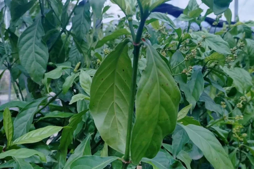 Tobacco Plants Engineered to Produce Psychedelic Compounds